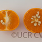 Murcott Mandarin Budwood citrus plant material online shopping