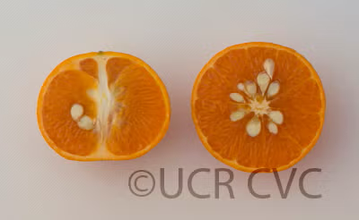 Murcott Mandarin Budwood citrus plant material online shopping