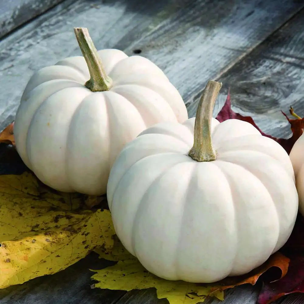 Casperita F1 Pumpkin