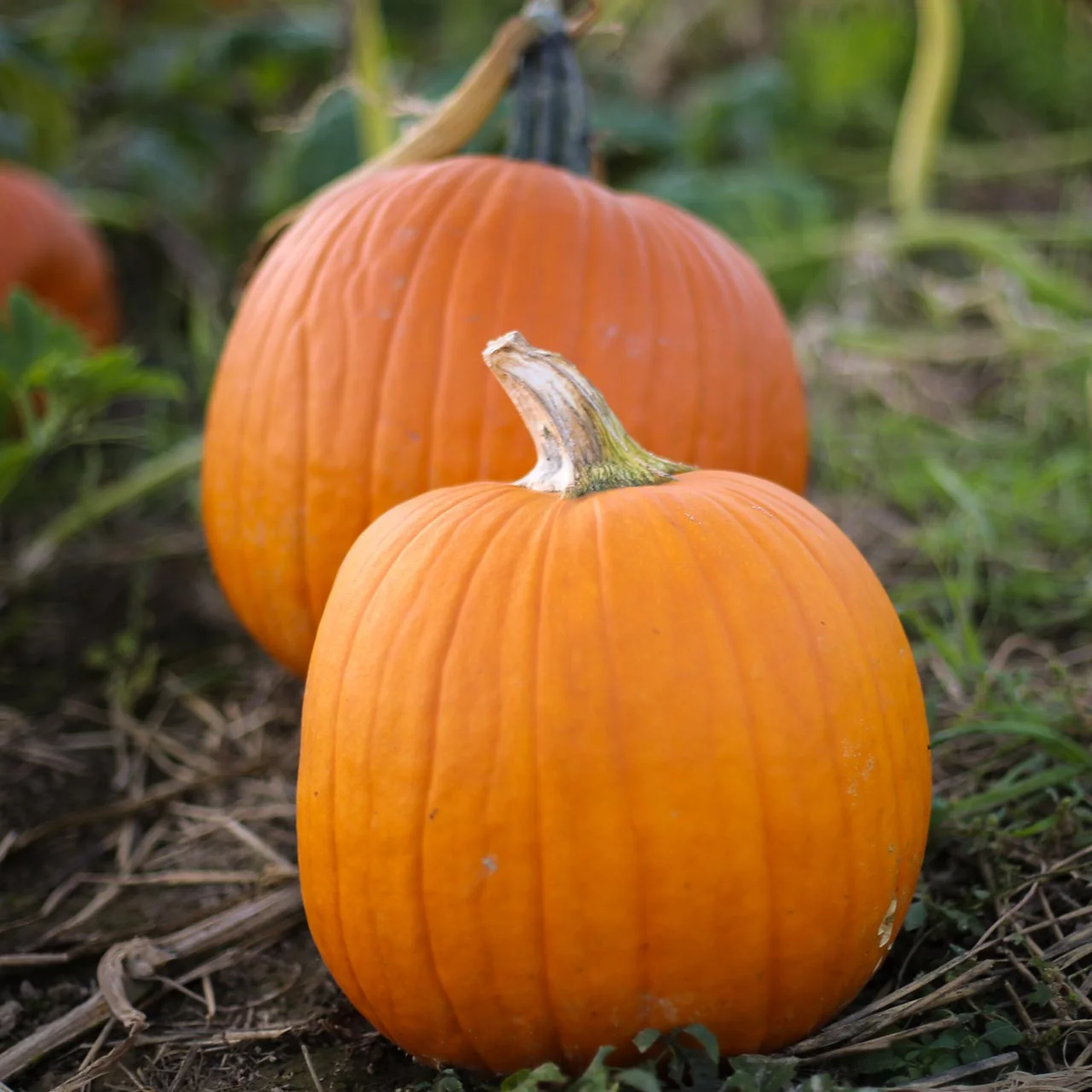 Howden Pumpkin Seeds online shopping