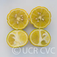 Citremon Trifoliate Hybrid Budwood citrus plant material online shopping