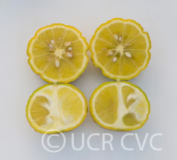 Citremon Trifoliate Hybrid Budwood citrus plant material online shopping