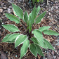 Miss Lya Hosta Plants online shopping