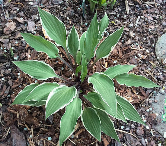 Miss Lya Hosta Plants online shopping