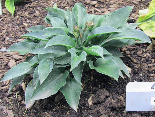 Tiny Gems Hosta