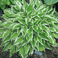 Hidden Treasure Hosta Plants online shopping