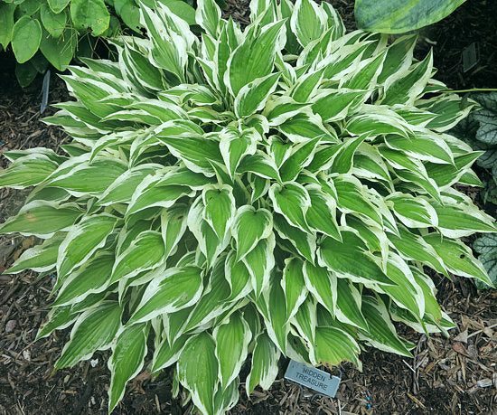 Hidden Treasure Hosta Plants online shopping