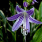 Stiletto Hosta Plants online shopping