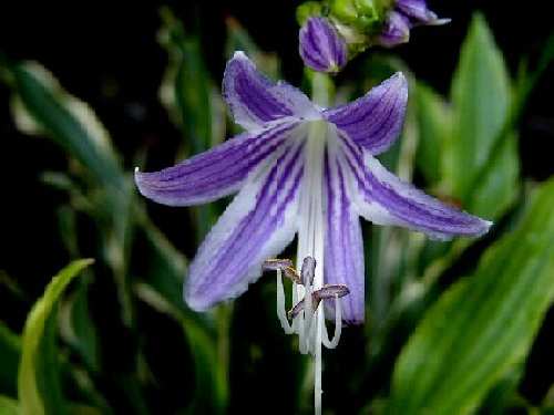 Stiletto Hosta Plants online shopping