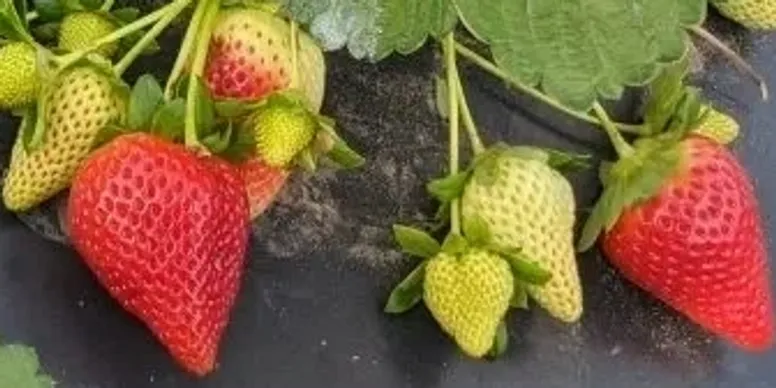 Medallion™ Short Day Strawberry