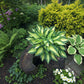 Island Charm Hosta Plants online shopping