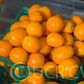 Meiwa Kumquat Budwood citrus plant material online shopping