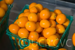 Meiwa Kumquat Budwood citrus plant material online shopping
