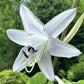 Shimmy Shake Hosta Plants online shopping