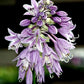 Grand Slam Hosta Plants online shopping