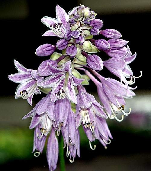 Grand Slam Hosta Plants online shopping