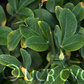 Small Leaf Trifoliate Budwood citrus plant material online shopping