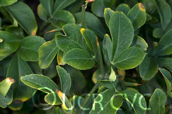 Small Leaf Trifoliate Budwood citrus plant material online shopping