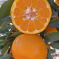 Imperial Mandarin Budwood citrus plant material online shopping