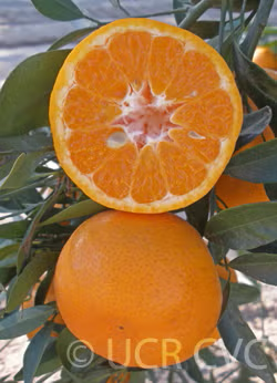 Imperial Mandarin Budwood citrus plant material online shopping