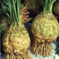 Brilliant Celeriac