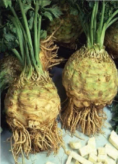 Brilliant Celeriac