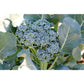 Aspabroc F1 Broccolini