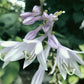 Invincible Hosta Plants online shopping