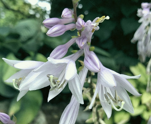 Invincible Hosta Plants online shopping