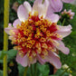 Twilite Dahlia Plants online shopping
