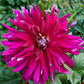 Shockwave Dahlia