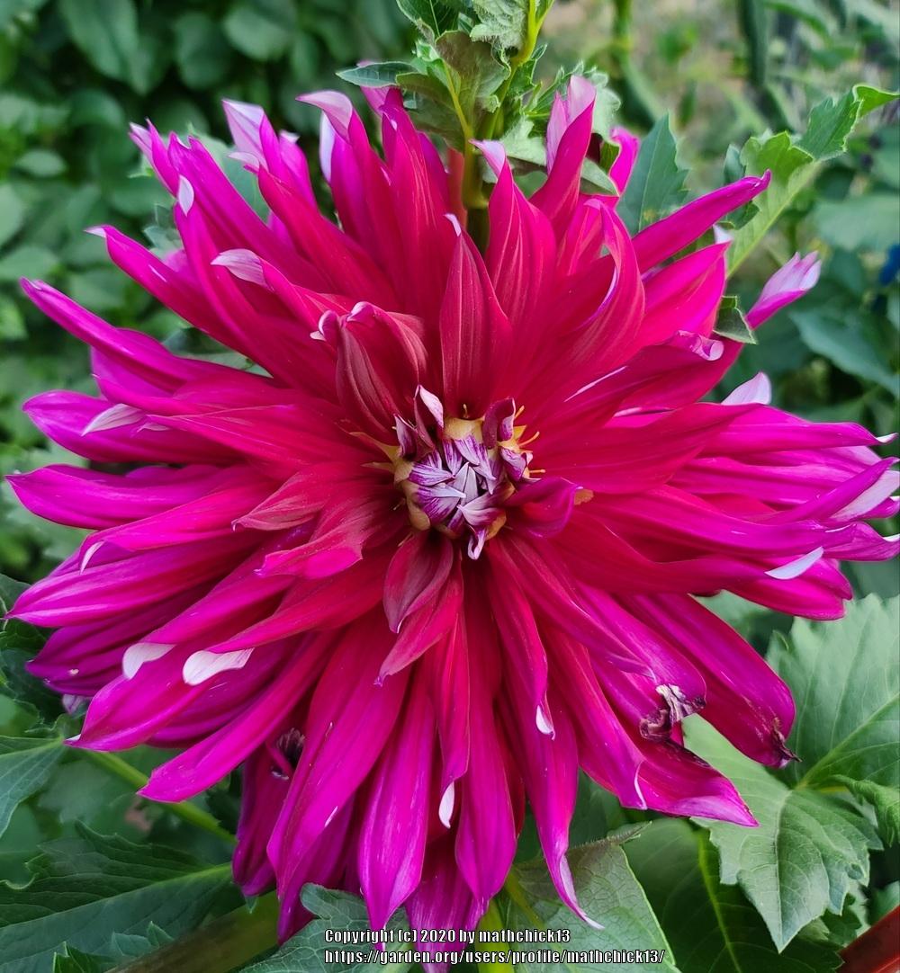 Shockwave Dahlia