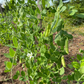 Mammoth Melting Sugar Snow Pea