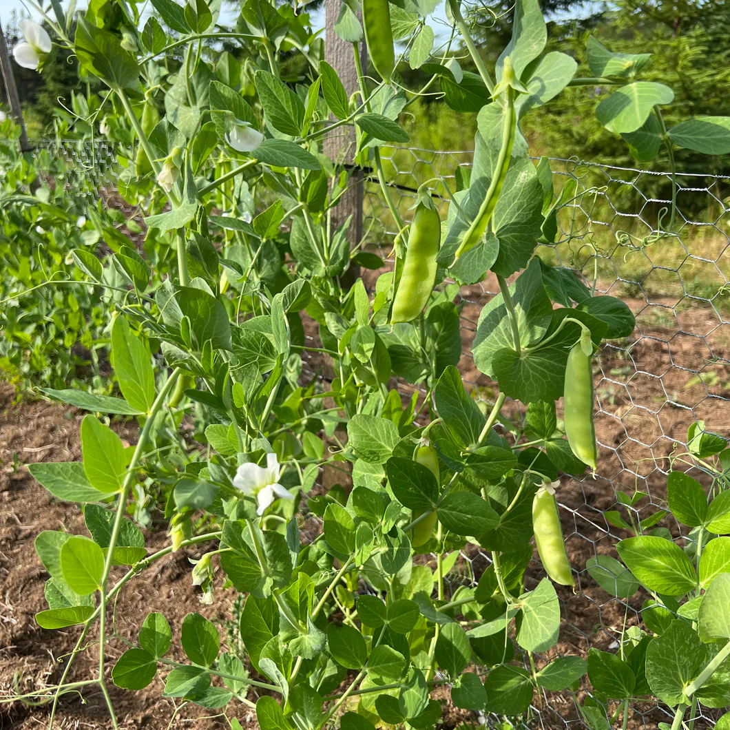 Mammoth Melting Sugar Snow Pea