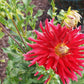 Wildman Dahlia Plants online shopping