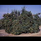 Troyer Citrange Trifoliate Hybrid Budwood citrus plant material online shopping