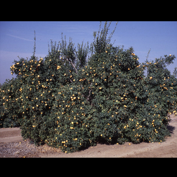 Troyer Citrange Trifoliate Hybrid Budwood citrus plant material online shopping