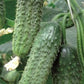 Excelsior F1 Organic Cucumber