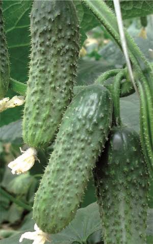 Excelsior F1 Organic Cucumber