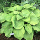 Lemon Meringue Hosta Plants online shopping
