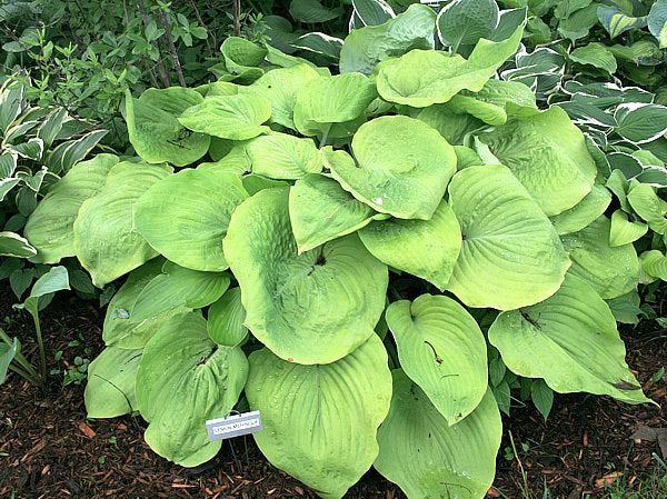 Lemon Meringue Hosta Plants online shopping