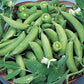 Super Sugar Snap Pea Seeds online shopping