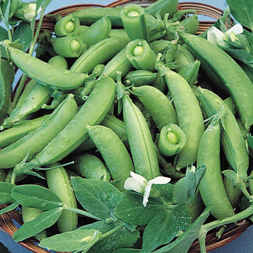 Super Sugar Snap Pea Seeds online shopping