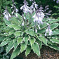 Kinky Boots Hosta Plants online shopping