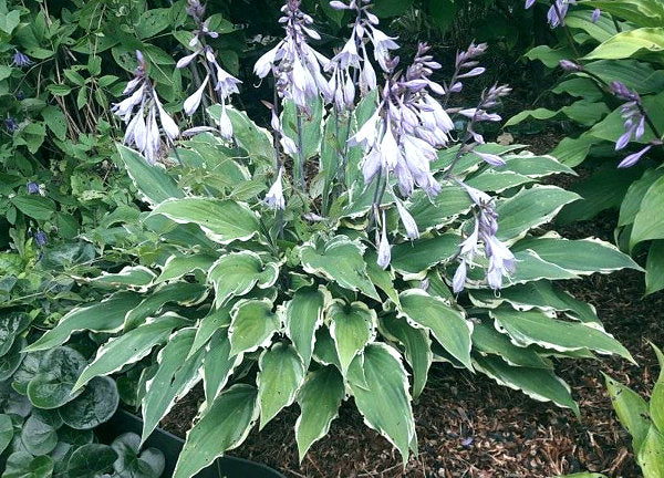 Kinky Boots Hosta Plants online shopping