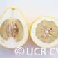 Kao Phuang Pummelo Budwood citrus plant material online shopping