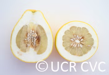 Kao Phuang Pummelo Budwood citrus plant material online shopping