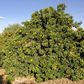 Bouquet de Fleurs Sour Orange Budwood citrus plant material online shopping