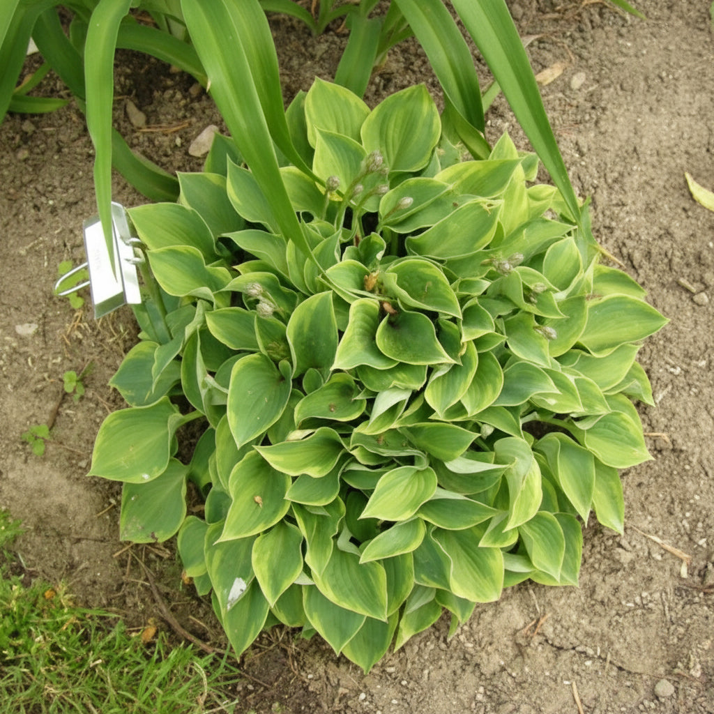 Abby Hosta Plants online shopping