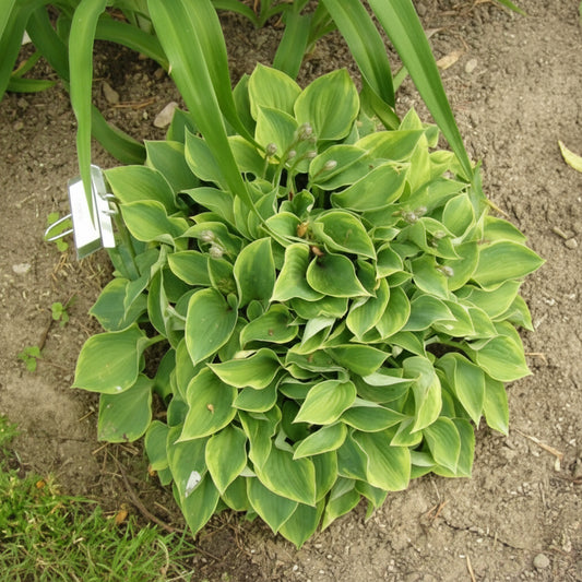 Abby Hosta Plants online shopping